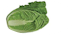 Napa Cabbage Napa Cabbage