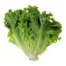 Lettuce, Green Leaf Lettuce, Green Leaf