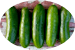 Middle Eastern Cucumber Middle Eastern Cucumber