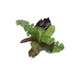 Braising Greens - Local Braising Greens - Local