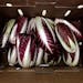 Treviso Radicchio Treviso Radicchio