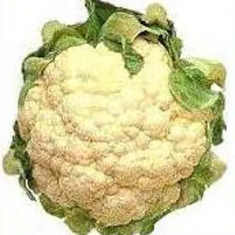 Cauliflower Main Image