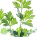 Live Plant. Parsley - LOCAL