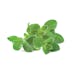 Oregano Oregano