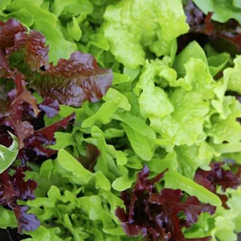 Lettuce, Leafy Lettuce - LOCAL Main Image