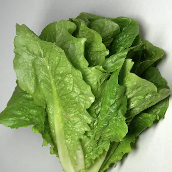 Lettuce, Green Leaf Main Image