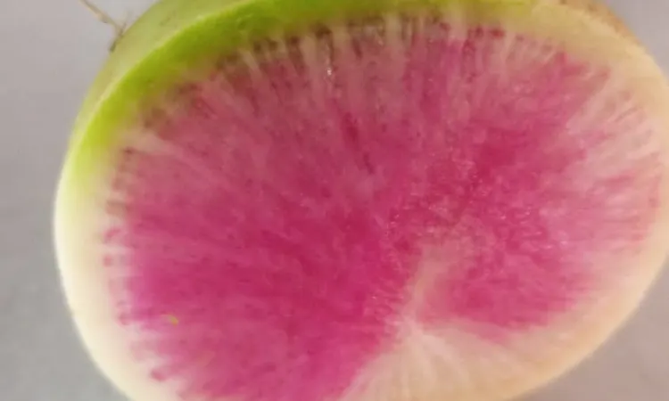 Watermelon Radishes 250g Main Image