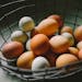 Large Eggs, Free Range - Local Large Eggs, Free Range - Local
