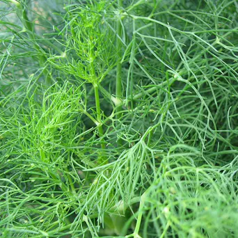 Live Plant. Dill - LOCAL Main Image