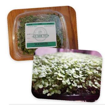 Micro Greens - Salad Booster - Local Main Image