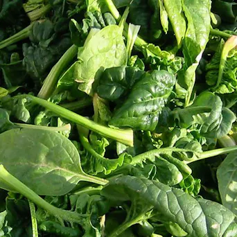 Spinach (4-6 oz) - LOCAL Main Image