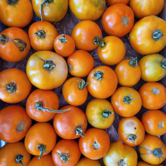 Tomato, Farmers Choice Main Image