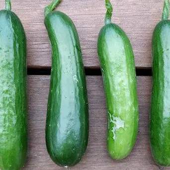 Cucumbers - Mini (NEW) Main Image