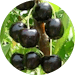 Black Pearl Cherries Black Pearl Cherries
