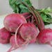 Turnip, Scarlet Turnip, Scarlet