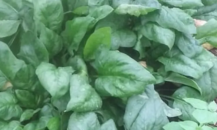 Add on Baby leaf Spinach 150g Main Image