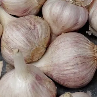 Garlic Bulb Main Image