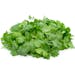 Cilantro - Organic - Local Cilantro - Organic - Local