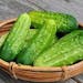 Pickling Cucumbers Pickling Cucumbers