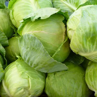 Cabbage Main Image