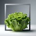 Boston Butter Lettuce