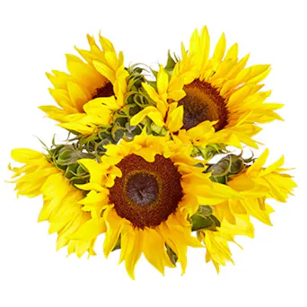 Sunflowers Main Image