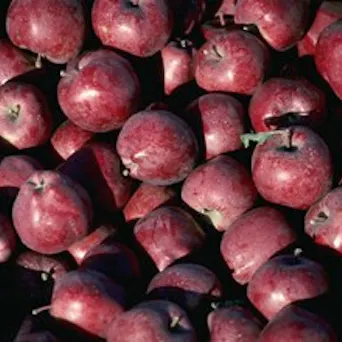 Apples, Red Delicious BULK Main Image