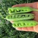 Shelling Peas Shelling Peas