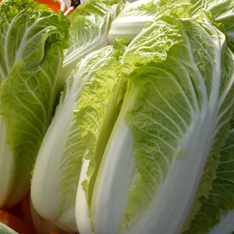 Cabbage - Napa Main Image